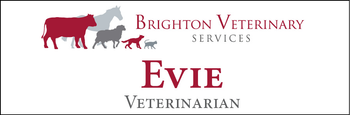 Evie - Name Tag image