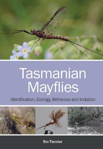Tasmanian Mayflies Identification behaviour and imitation image