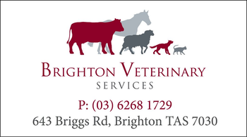 Magnets - Brighton Vet image